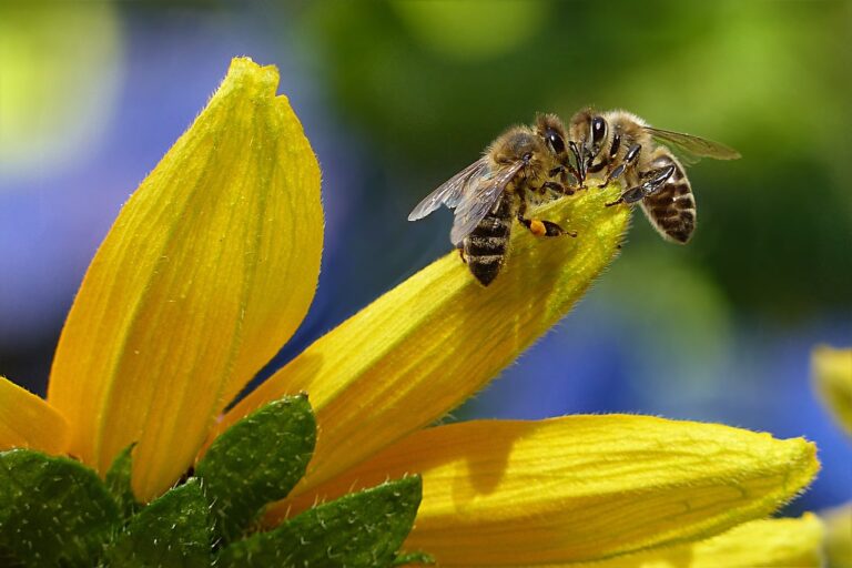 bee, nature, flower background, honey bee, beautiful flowers, apis, insect, flower wallpaper, flower, garden