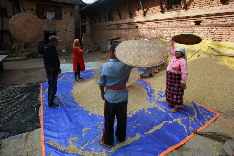 Group of people traditionally winnowing grains outdoors using woven baskets.