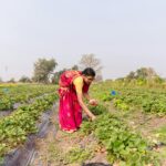 A woman in a red sari harvesting strawberries in a rural Indian farm.