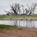 Scenic view of a tranquil lake with dry trees and birds in Gujarat, India.