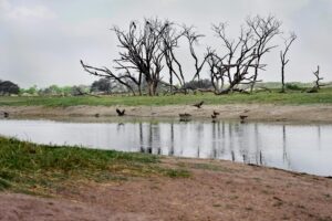 Scenic view of a tranquil lake with dry trees and birds in Gujarat, India.