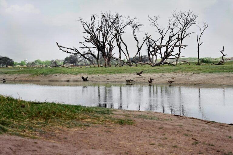 Scenic view of a tranquil lake with dry trees and birds in Gujarat, India.